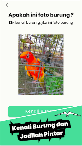 MiBird Screen 2