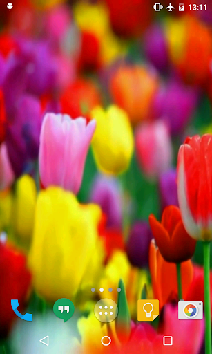 Android application Tulips Live Wallpaper screenshort