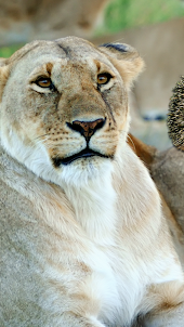 Friends lion and hedgehog