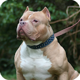 Pitbull Dog Wallpaper icon