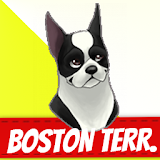 Boston Terrier icon