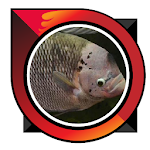 Cover Image of Télécharger Good Fish Cultivation 6.0 APK