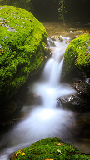 Android application Moss Wallpaper screenshort