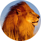 Lion Sounds and Ringtone icon