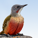 Sasol eBirds Southern Africa - Androidアプリ