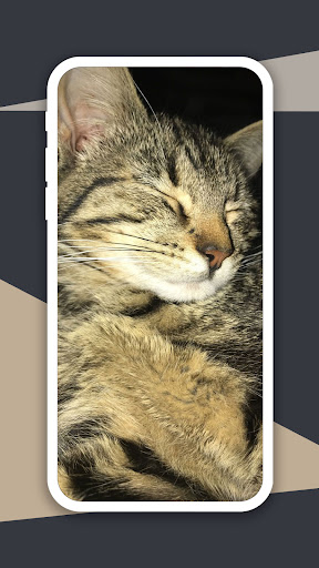 Sleeping Cat Wallpaper