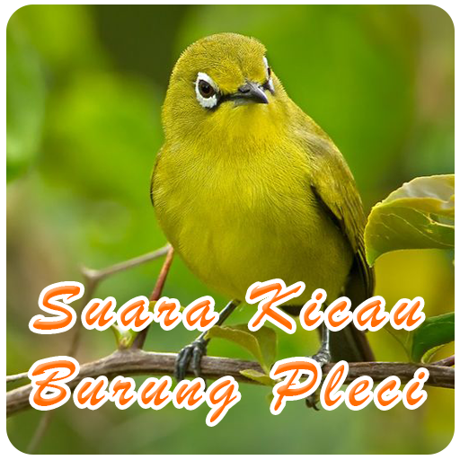 Suara Kicau Burung Pleci