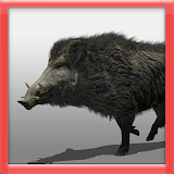 3D Wild Boar icon