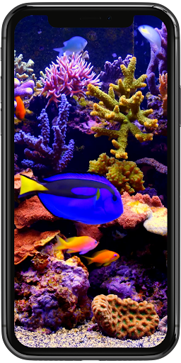 پیش نمایش برنامه