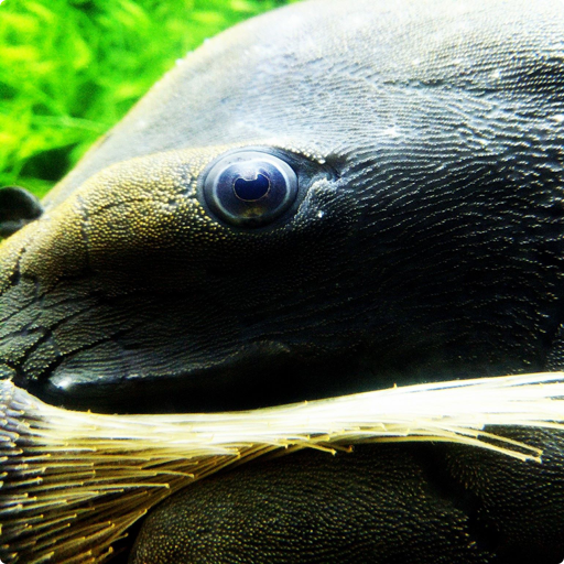 Jasons Plecos & Cichlids LLC logo