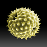 Pollen-News icon