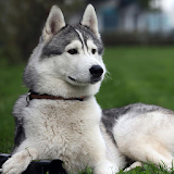 Huskies Dogs Wallpapers icon