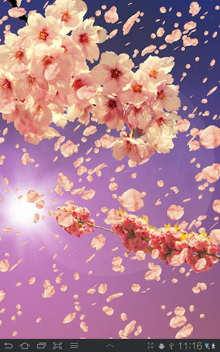 Sakura Live Wallpaper Screen 2