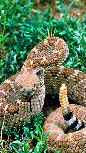 Android application rattlesnake wallpaper screenshort