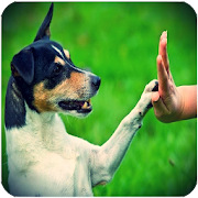 Train puppies with these tips