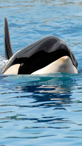 Killer Whale Wallpaper