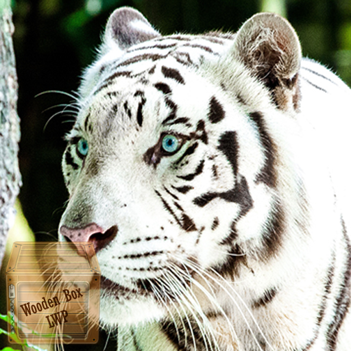 big cat wallpaper logo