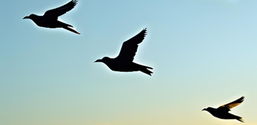 Caccia: Richiami Selezionati