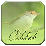 Kicau Ciblek Master icon