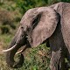 Elephant Wallpapers Download on Windows