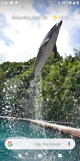 Magic Touch Dolphins
