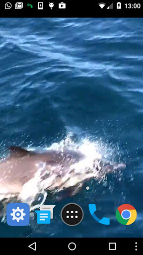 dolphin fish wallpaper Screen 2