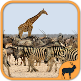 Animals Puzzle Zoo free - games for all ages icon