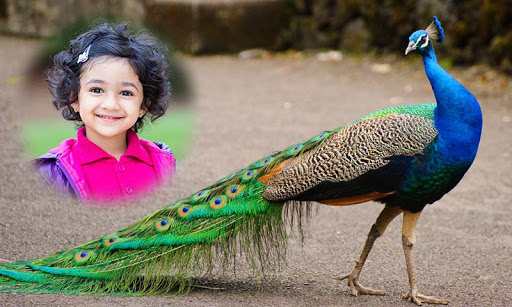 Android application Peacock Photo Frames screenshort