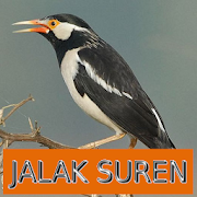 Master Kicau Jalak Suren