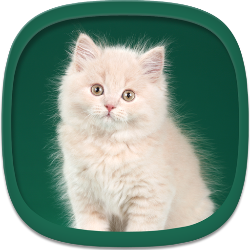 Cute Kittens Wallpapers  Icon