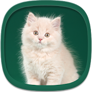 Top 30 Entertainment Apps Like Cute Kittens Wallpapers - Best Alternatives