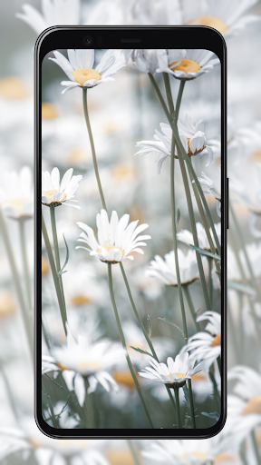 Android application Daisy Wallpapers screenshort