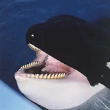 Orca Theme icon