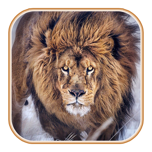 Lion Wallpaper logo