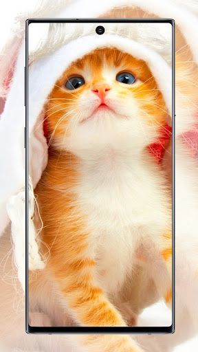 Cute Cat Wallpaper Screen 3