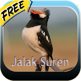 Kicau Master Jalak Suren HD icon