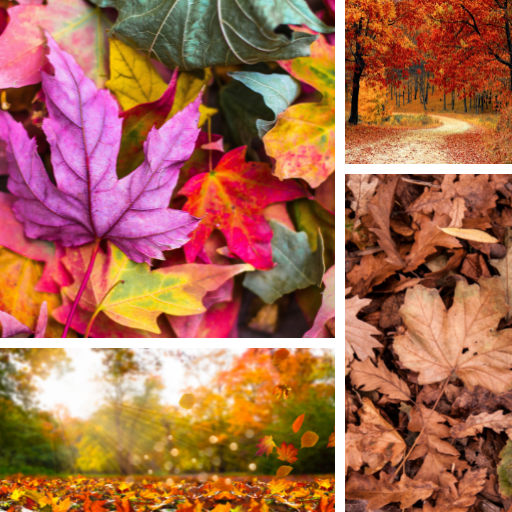 Fall Wallpapers & Backgrounds logo