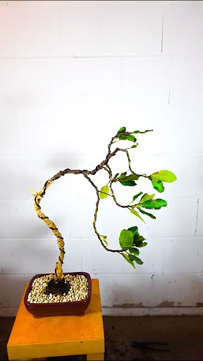 Bonsai Bend Technique Screen 2