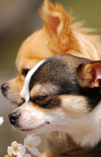 Chihuahuas dog wallpapers Screen 2