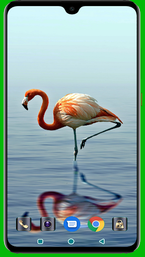 Flamingo Wallpaper Screenshot 4 - AppWisp.com