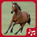 Horse Sounds. beautiful neighs icon