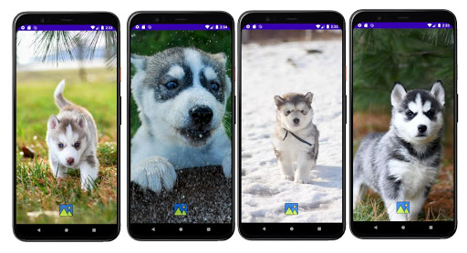 Android application Fondos de Pantalla de Perros H screenshort