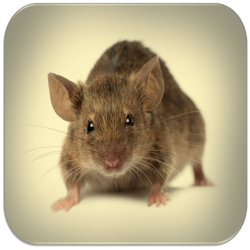 Mouse and Rat sounds  Icon