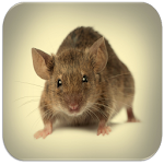 Cover Image of Descargar Mouse and Rat sounds  APK