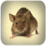 Mouse and Rat sounds