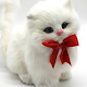 Cute Cats Wallpaper Install on Windows