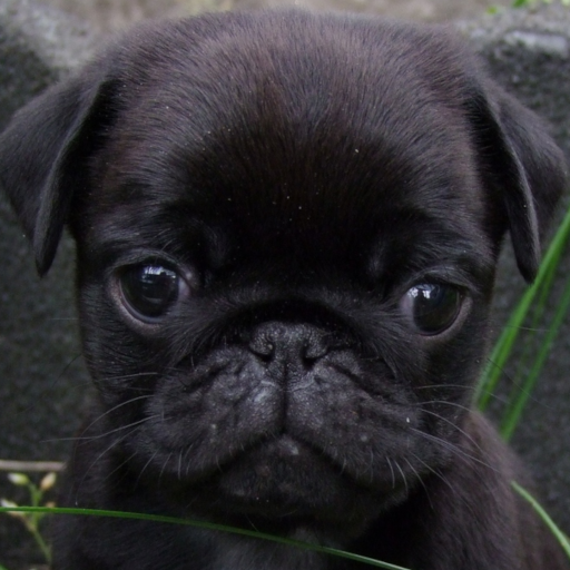 Pug Puppy Wallpapers Download on Windows