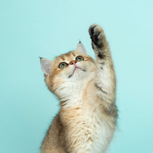 Fondos de gatos logo