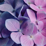 Cover Image of Download Floral Wallpaper  APK