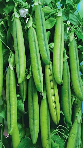 How to grow peas